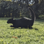 racingcat